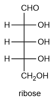 Structural formula of ribose sugar, showing its D-configuration.