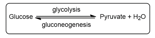 Diagram showing the glycolysis and gluconeogenesis pathways with glucose and pyruvate.