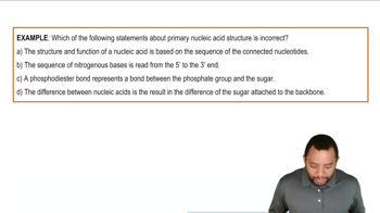 Primary Structure of Nucleic Acids Example 2