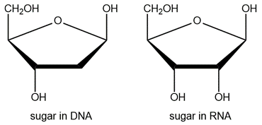 Structural comparison of DNA and RNA sugars, highlighting their oxygen differences.