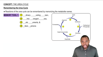 The Urea Cycle Concept 8