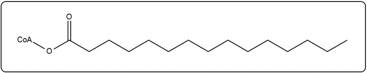 Activated myristic acid (14:0) structure with CoA and an ester bond for β-oxidation.