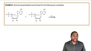 Phosphodiester Bond Formation Example 1