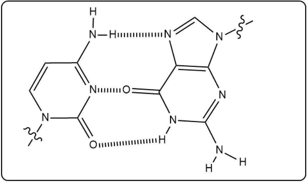 Cytosine and guanine base pair with hydrogen bonds, illustrating their pairing in DNA.