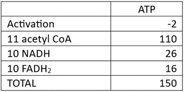 Table displaying ATP yield calculation for Behenic acid with values: -2, 110, 26, 16, total 150.