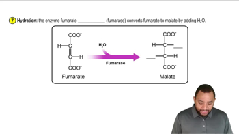 Phase C - Oxaloacetate Regeneration Concept 10