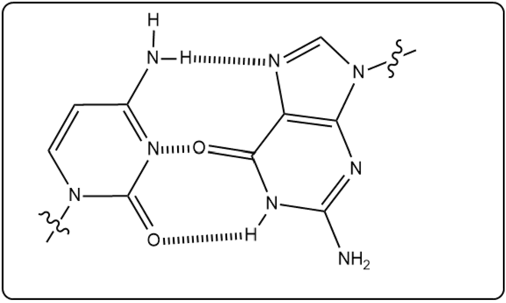 Cytosine and guanine base pair with hydrogen bonds, illustrating their pairing in DNA.