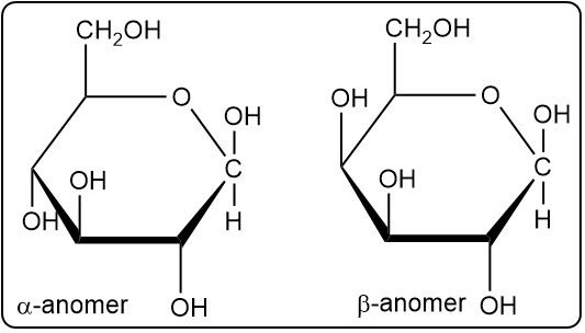 Cyclic hemiacetal forms of D-glucose showing α and β anomers.