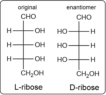 Comparison of L-ribose and its enantiomer D-ribose structures.