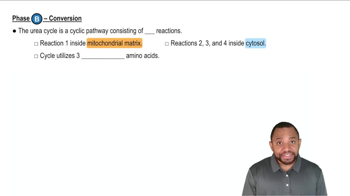 The Urea Cycle Concept 3