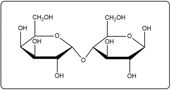 Another view of the hypothetical disaccharide with an α(1→4) glycosidic bond.