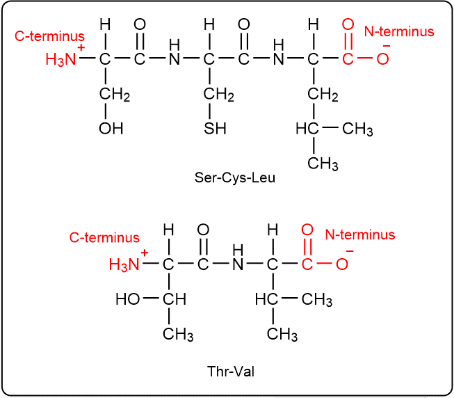 Peptide structures showing N-terminus and C-terminus for Ser-Cys-Leu and Thr-Val.