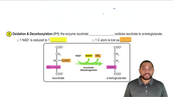 Phase B - Succinyl CoA Formation Concept 5