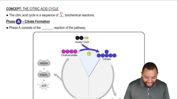 Phase A - Citrate Formation Concept 1