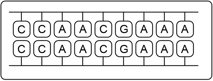 Illustration of completed mRNA strands for transcription exercise.