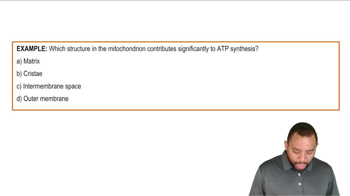 Structure of Mitochondria Example 1