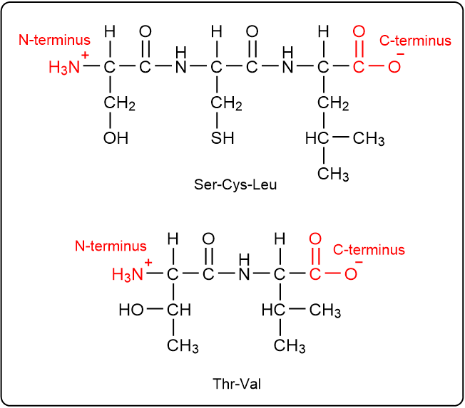 Peptide structures with N-terminus and C-terminus labeled for Ser-Cys-Leu and Thr-Val.