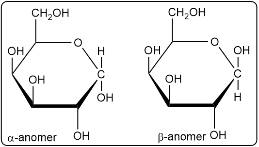 Cyclic hemiacetal forms of D-glucose showing α and β anomers.