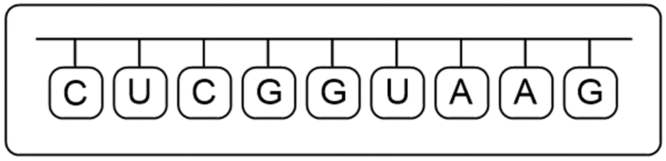 mRNA sequence derived from the new DNA strand after mutation.