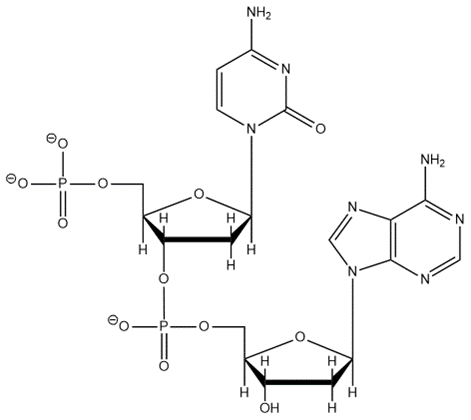 Detailed structure of dinucleotide AC in RNA, highlighting nucleotide connections.