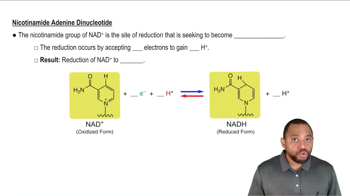 Nicotinamide Adenine Dinucleotide Concept 2