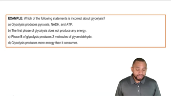 Intro to Glycolysis Example 2