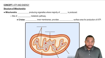 Structure of Mitochondria Concept 1