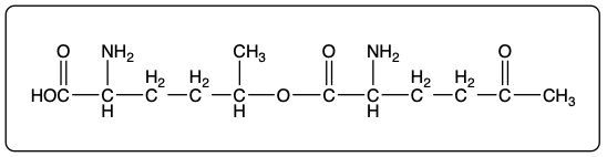 Final ester structure formed from the reaction of two unnatural amino acids.