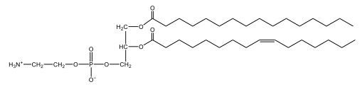 lecithin