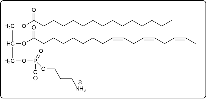 Glycerophospholipid structure with myristic acid, α-linolenic acid, phosphate, and ammonium group.