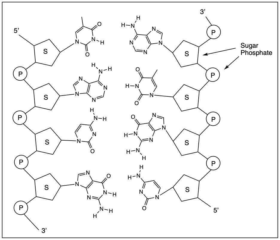 Diagram of DNA double helix showing hydrogen bond locations and nucleotide sequences.