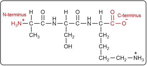 Peptide structure highlighting the N-terminus and C-terminus in red.