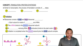 Translation: Protein Synthesis Concept 1