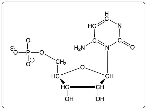 Condensed structural formula of cytidine monophosphate (CMP) for nucleotide naming.