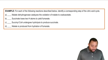 Phase C - Oxaloacetate Regeneration Example 4