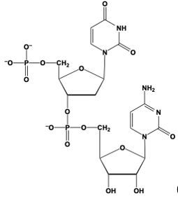 dinucleotide