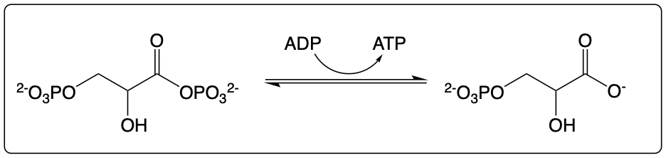 Glycolysis pathway showing conversion of 1,3-biphosphoglycerate to 3-phosphoglycerate.