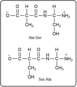 Structures of dipeptides Ala-Ser and Ser-Ala with amino acid names indicated.