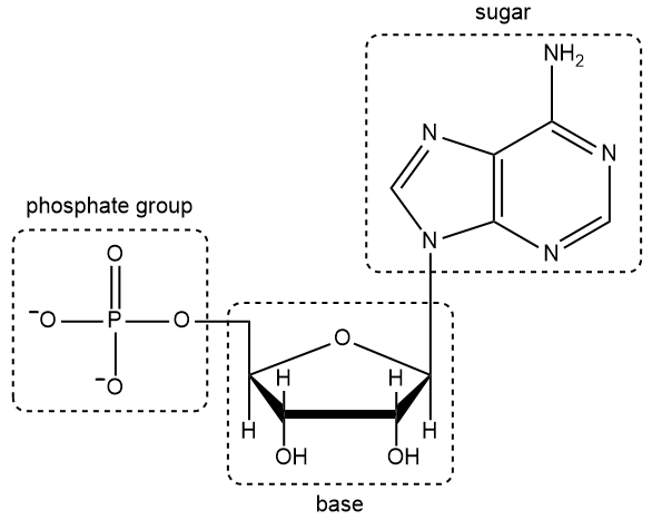 Diagram labeling the phosphate group, sugar, and base in a nucleic acid structure.