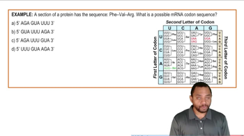 Translation: Protein Synthesis Example 2