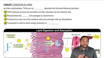 Digestion of Lipids Concept 1