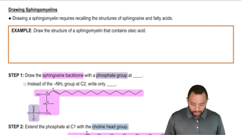 Sphingomyelins Example 2