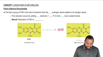 Flavin Adenine Dinucleotide Concept 3