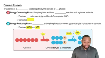 Intro to Glycolysis Concept 2