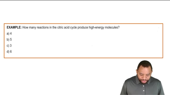 Citric Acid Cycle Summary Example 5