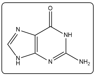 Chemical structure of guanine, a nitrogenous base in DNA.