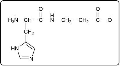 Structure of carnosine with N-terminal amino acid on the left.