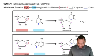 Nucleoside and Nucleotide Formation Concept 1