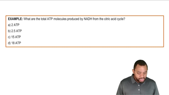 Aerobic Respiration Summary Example 1