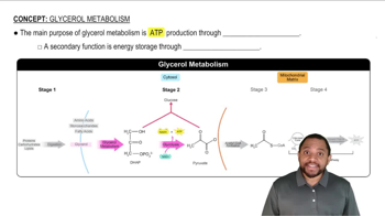 Glycerol Metabolism Concept 1